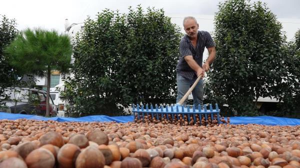 Expert suggests planting hazelnuts at higher altitudes