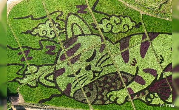 Thai Farmer Transforms Rice Fields Into Cat-Themed Art