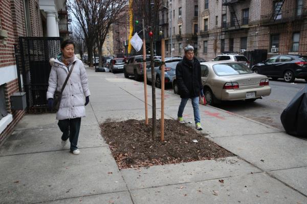 Trees in the middle of the sidewalk