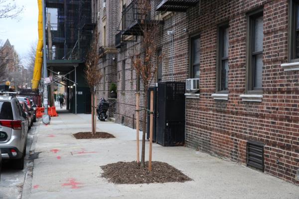 Trees in the middle of the sidewalk