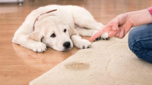 Golden retriever puppy looking guilty from his punishment