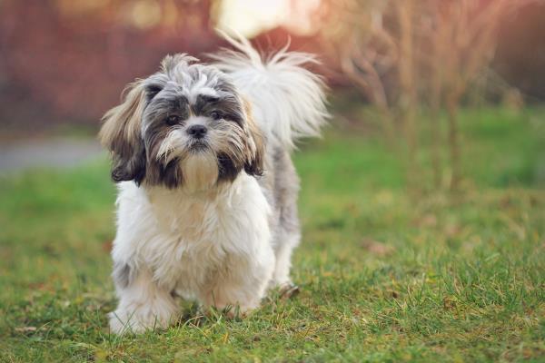 Shih tzu puppy in nature