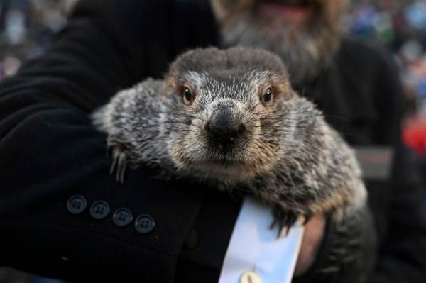 土拨鼠日预报：如果Punxsutawney Phil看到他的影子怎么办？他多久是对的？