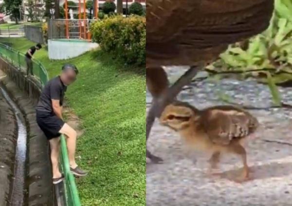 This made my day: Passers-by climb into Redhill canal, spend 4 hours trying to save frightened chick