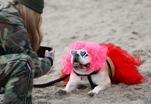 Jackie Nanfro gets some photos of her bulldog Stevie as...