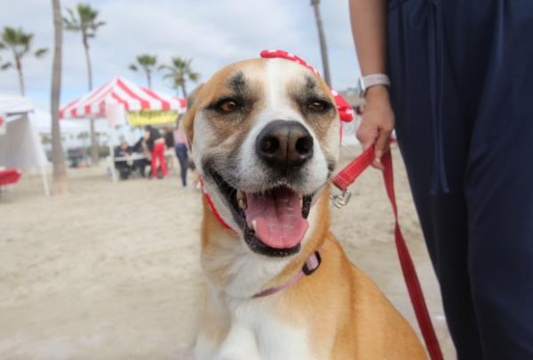 Dakota enjoys the atmosphere at Rosies Dog Beach as she...