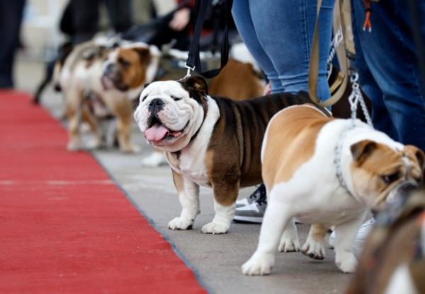 Bulldogs line the red carpet as they participate in the...