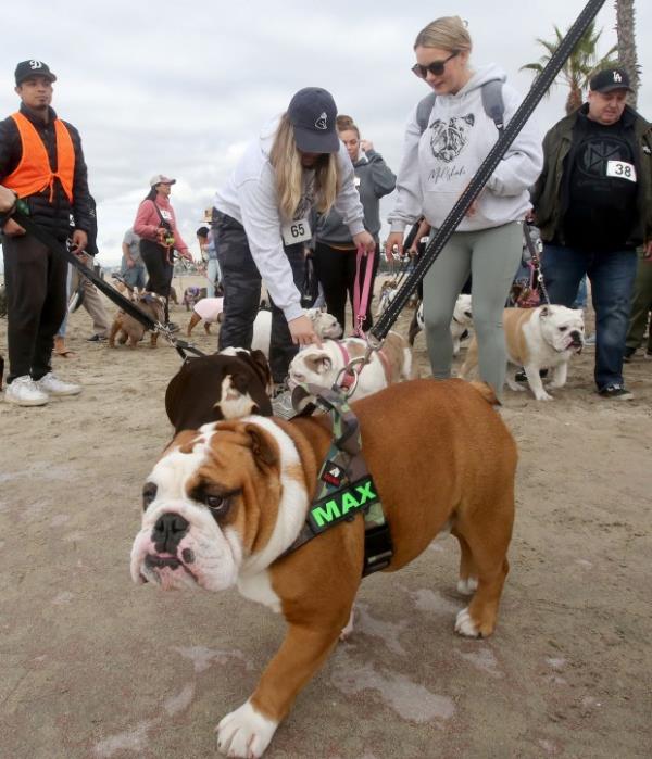 Max leads the pack into the 17th Annual Bulldog Beauty...