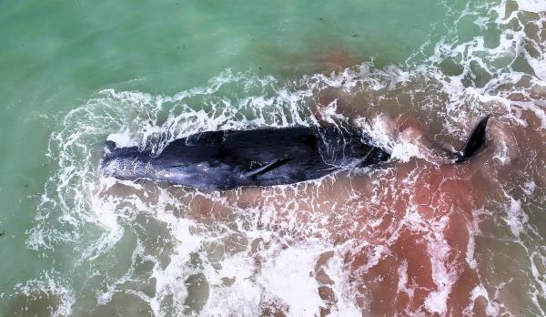 救援失败后，一头搁浅的抹香鲸在佛罗里达海滩上死亡