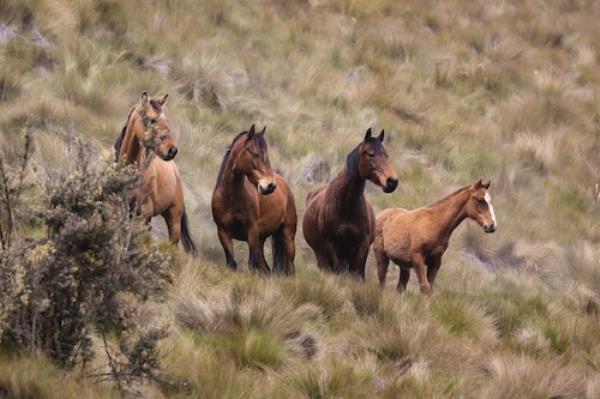 Wild Horse Adoption