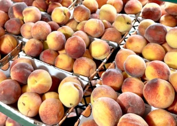 Chilton County peaches