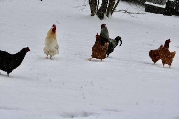 Chickens and snow in Alabama