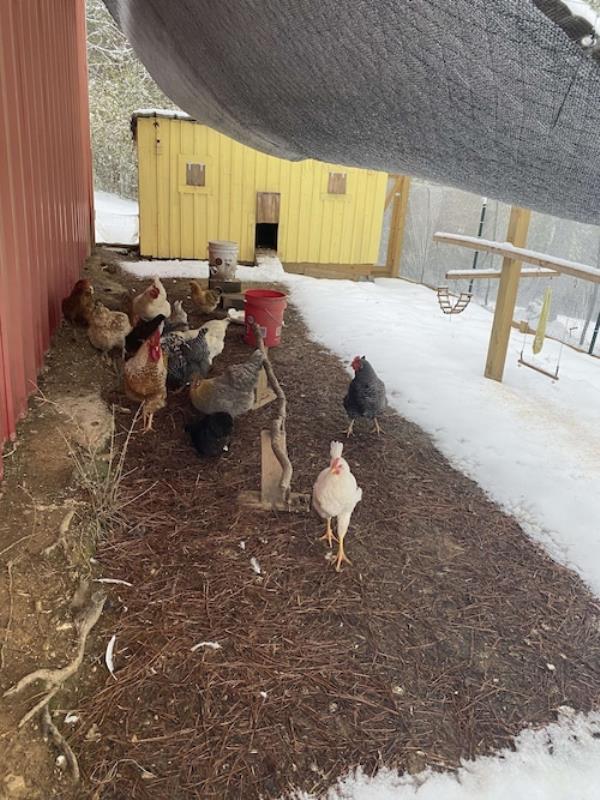 Chickens and snow in Alabama