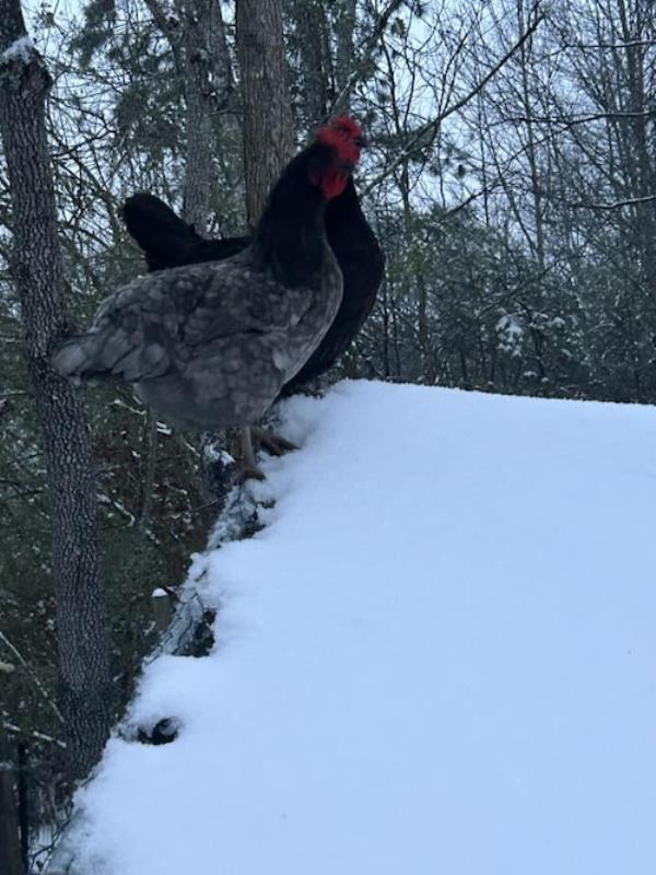 Chickens and snow in Alabama