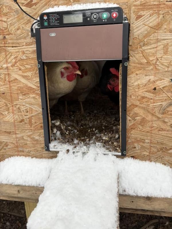 Snow and chickens in Alabama