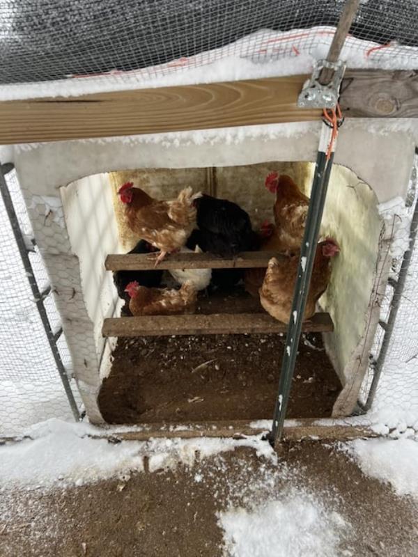 Chickens and snow in Alabama